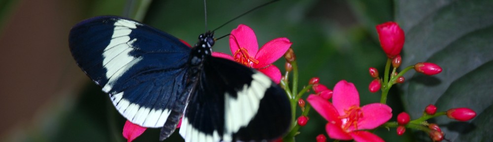 The Other Side of Risk