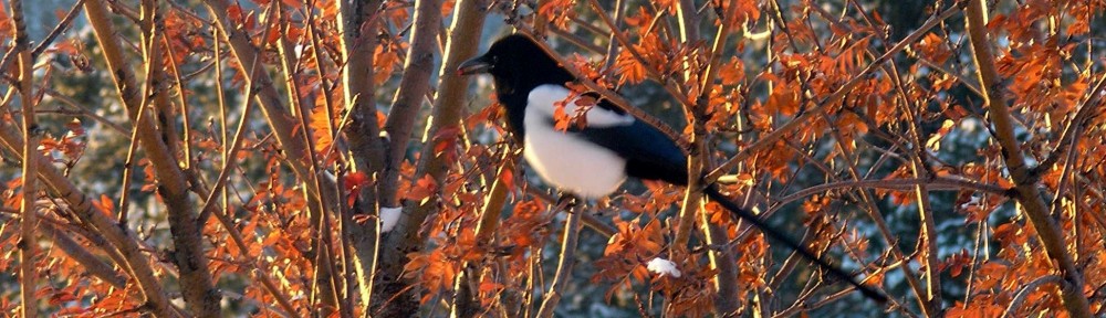 The Other Side of Risk