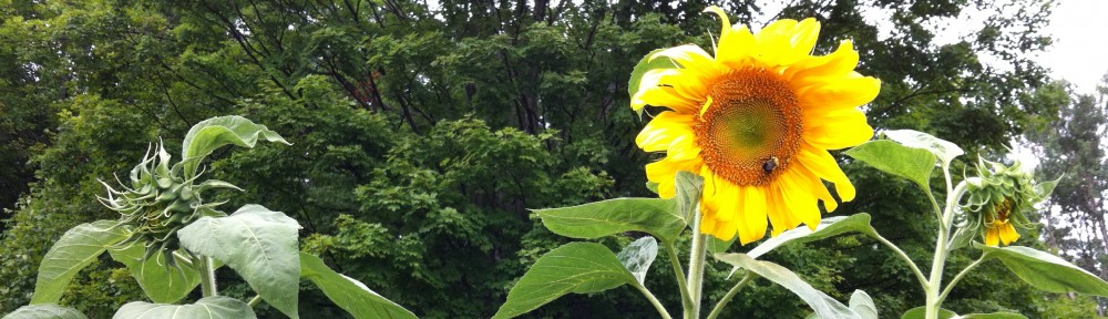 The Other Side of Risk